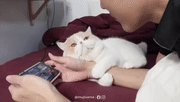 一直缠着玩游戏的主人
